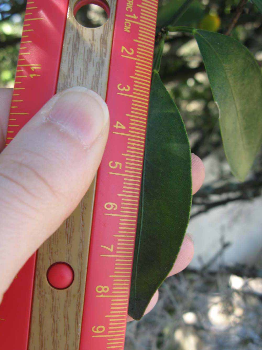              Unifoliolate leaf (Winter Haven, FL)       